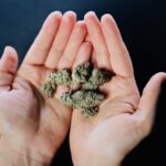 Gli infermieri specializzati in cannabis