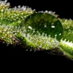 Formazione continua sulla cannabis terapeutica al personale sanitario